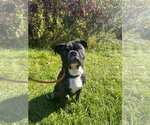 Small Photo #3 Buggs Puppy For Sale in Muskegon, MI, USA