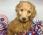 Small Photo #3 Goldendoodle Puppy For Sale in CAPE CORAL, FL, USA