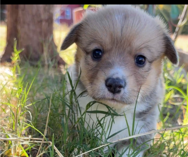 Medium Photo #6 Pembroke Welsh Corgi Puppy For Sale in MIDLOTHIAN, TX, USA
