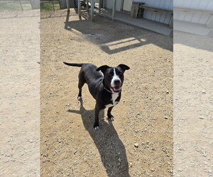 Mutt Dogs for adoption in Maquoketa, IA, USA