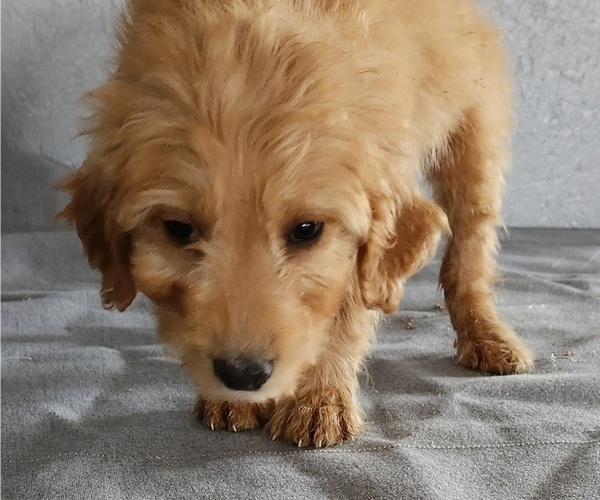 Medium Photo #1 Goldendoodle Puppy For Sale in LAGRANGE, IN, USA