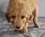 Small Photo #1 Goldendoodle Puppy For Sale in LAGRANGE, IN, USA