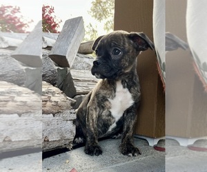 Buggs Puppy for sale in FRANKLIN, IN, USA