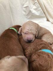 Goldendoodle Puppy for sale in ROSEVILLE, CA, USA