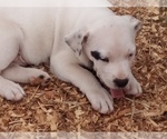 Small Photo #16 American Pit Bull Terrier-Labrador Retriever Mix Puppy For Sale in MOORESBORO, NC, USA