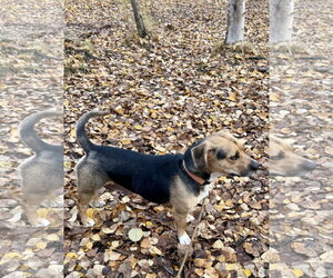 Wiggles - Female Beagle-Unknown Mix Dog for Adoption - Photo #5