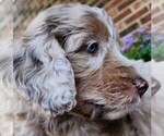 Small #4 Aussiedoodle