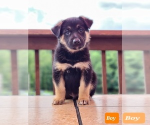 Shollie Puppy for sale in SMITHTON, PA, USA