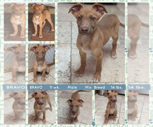 Mutt Dogs for adoption in Mesa, AZ, USA