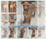 Small #1 Breeder Profile image