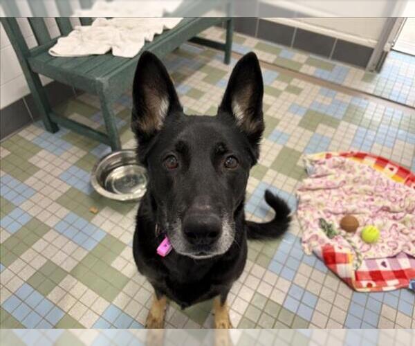 Medium Photo #1 German Shepherd Dog Puppy For Sale in Fort Collins, CO, USA