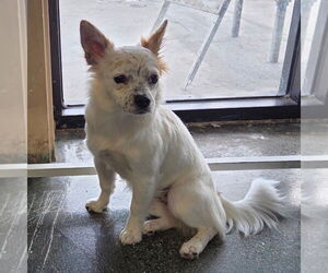Papillon-Unknown Mix Dogs for adoption in Chico, CA, USA