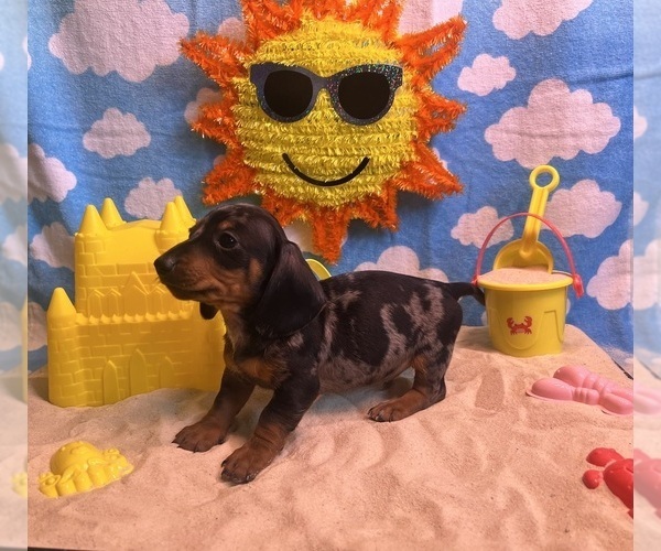 Medium Photo #1 Dachshund Puppy For Sale in DEBARY, FL, USA