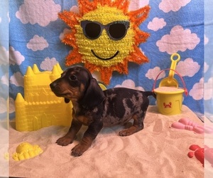 Dachshund Puppy for sale in DEBARY, FL, USA