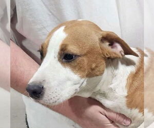 Mutt Dogs for adoption in Canton, CT, USA