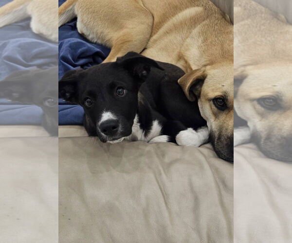 Medium Photo #4 Anatolian Pyrenees Puppy For Sale in Royal Palm Beach, FL, USA