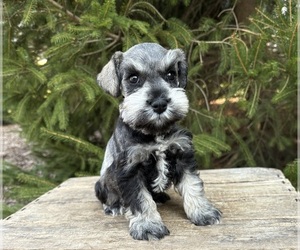 Schnauzer (Miniature) Puppy for Sale in MIDDLEBURY, Indiana USA