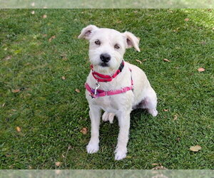 Miniature Schnauzer-Unknown Mix Dogs for adoption in San Clemente, CA, USA