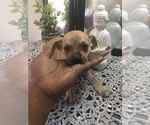 Small Photo #3 Chihuahua Puppy For Sale in DALE CITY, VA, USA