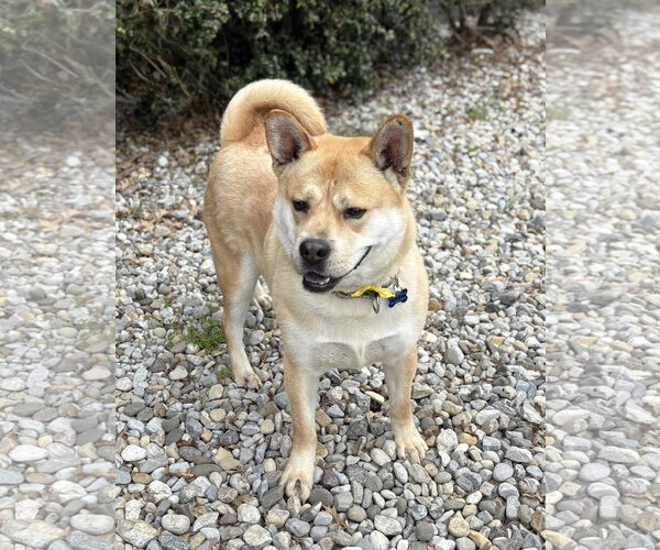 Medium Photo #9 Mutt Puppy For Sale in Spring Lake, NJ, USA