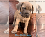 Small #1 Cane Corso