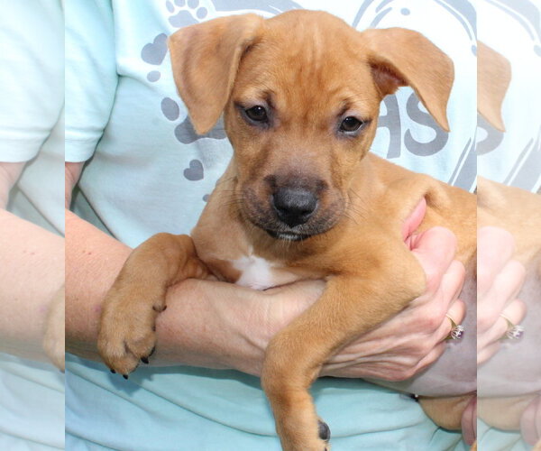 Medium Photo #3 Retriever -Unknown Mix Puppy For Sale in Prattville, AL, USA