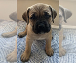 Small #11 Cane Corso