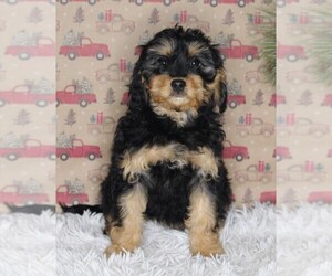 Cavapoo-Poodle (Standard) Mix Puppy for sale in FREDERICKSBURG, OH, USA