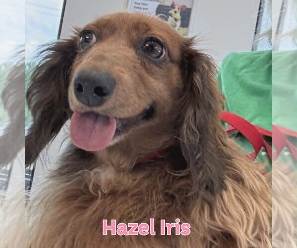 Medium Photo #6 Dachshund Puppy For Sale in San Antonio, TX, USA