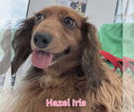 Small #5 Dachshund