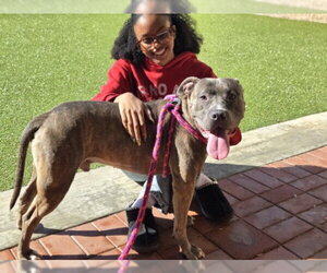 American Pit Bull Terrier Dogs for adoption in Derwood, MD, USA