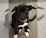 Small #2 Labrador Retriever Mix