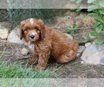 Small #2 Cavapoo