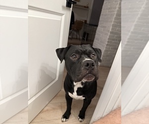 Father of the American Pit Bull Terrier puppies born on 01/03/2026