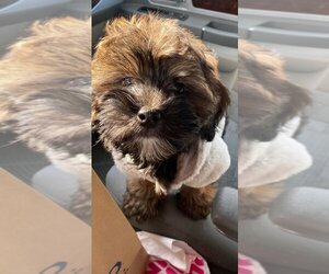 Lhasa-Poo Puppy for sale in MANCHESTER, CT, USA