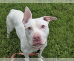Small #2 American Pit Bull Terrier Mix