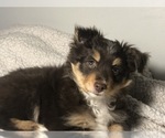 Small Photo #5 Australian Shepherd Puppy For Sale in GLUCKSTADT, MS, USA