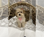 Small Photo #16 Maltipoo Puppy For Sale in VALLEY CENTER, CA, USA