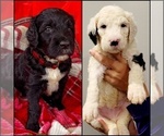 Small Photo #4 Sheepadoodle Puppy For Sale in DANVILLE, AL, USA