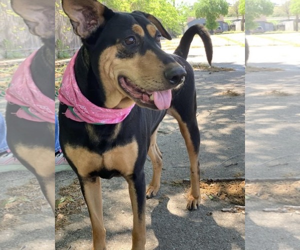 Medium Photo #7 Doberman Pinscher-Pointer Mix Puppy For Sale in Houston, TX, USA