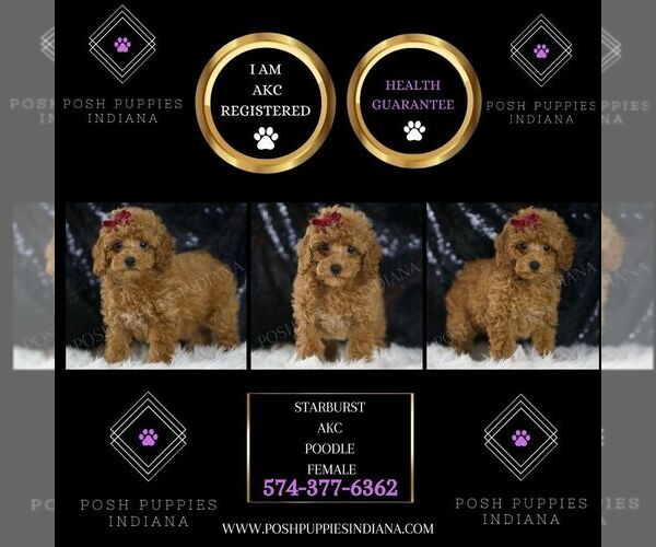 Medium Photo #2 Poodle (Toy) Puppy For Sale in WARSAW, IN, USA