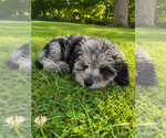 Small #40 Cavapoo (Miniature)