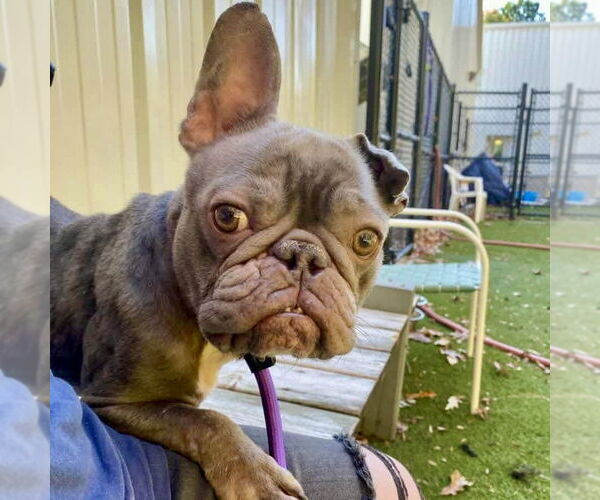Medium Photo #2 French Bulldog Puppy For Sale in Spring Lake, NC, USA