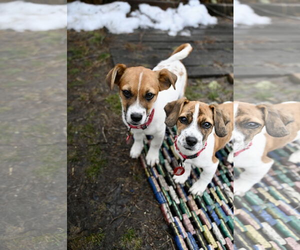 Medium Photo #3 Bea-Tzu Puppy For Sale in Wakefield, RI, USA