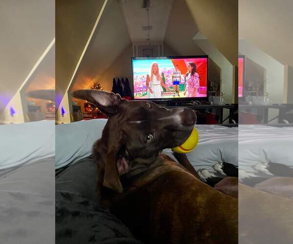 Medium Photo #15 Mutt Puppy For Sale in Rockaway, NJ, USA