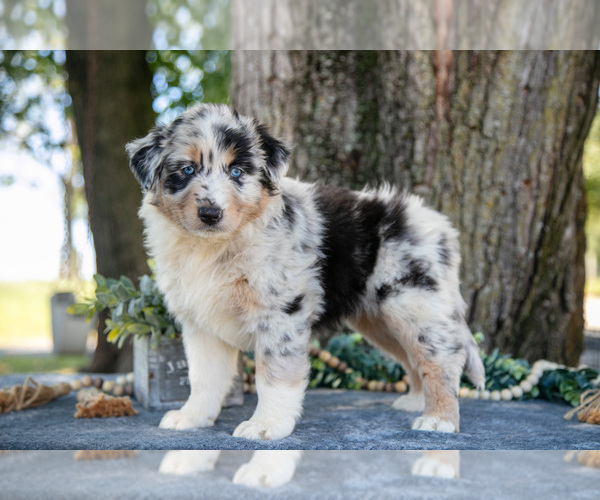 Medium Photo #1 Australian Shepherd Puppy For Sale in CHRISTIANA, PA, USA