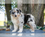 Puppy Polly Australian Shepherd