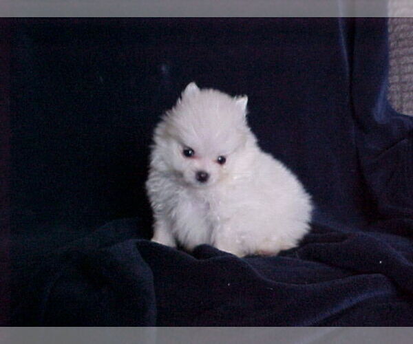 Medium Photo #4 Pomeranian Puppy For Sale in APPLE VALLEY, CA, USA