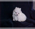 Small #3 Pomeranian