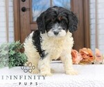 Small #1 Cavapoo (Miniature)